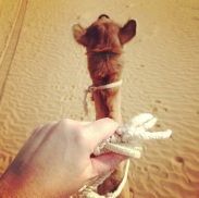 Camel Happy, UAE