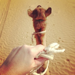 Camel Happy, UAE